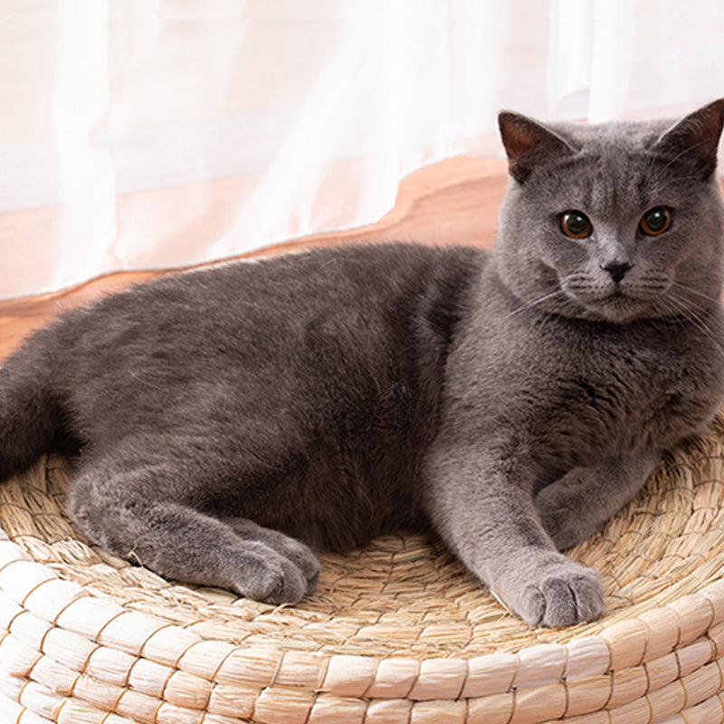 Panier couchage pour chat en paille tressée