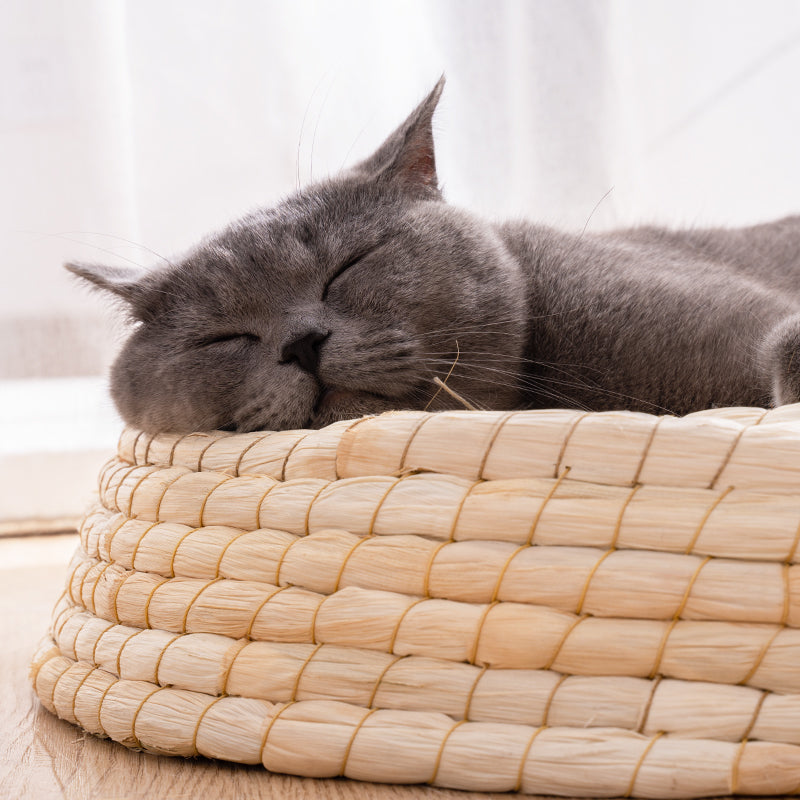 Panier couchage pour chat en paille tressée